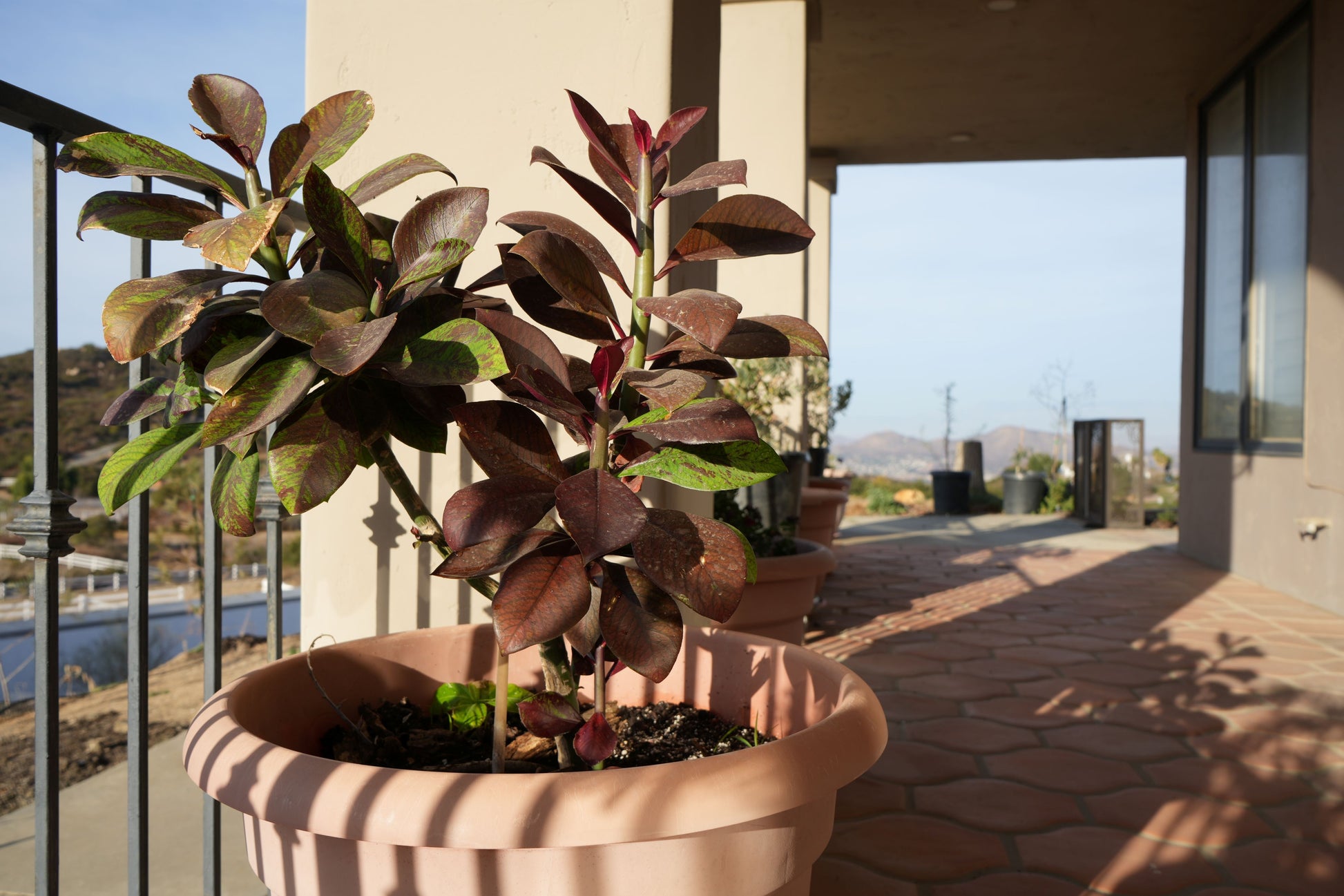 Euphorbia umbellata rubra plant with red and green leaves in terracotta pot on sunny patio