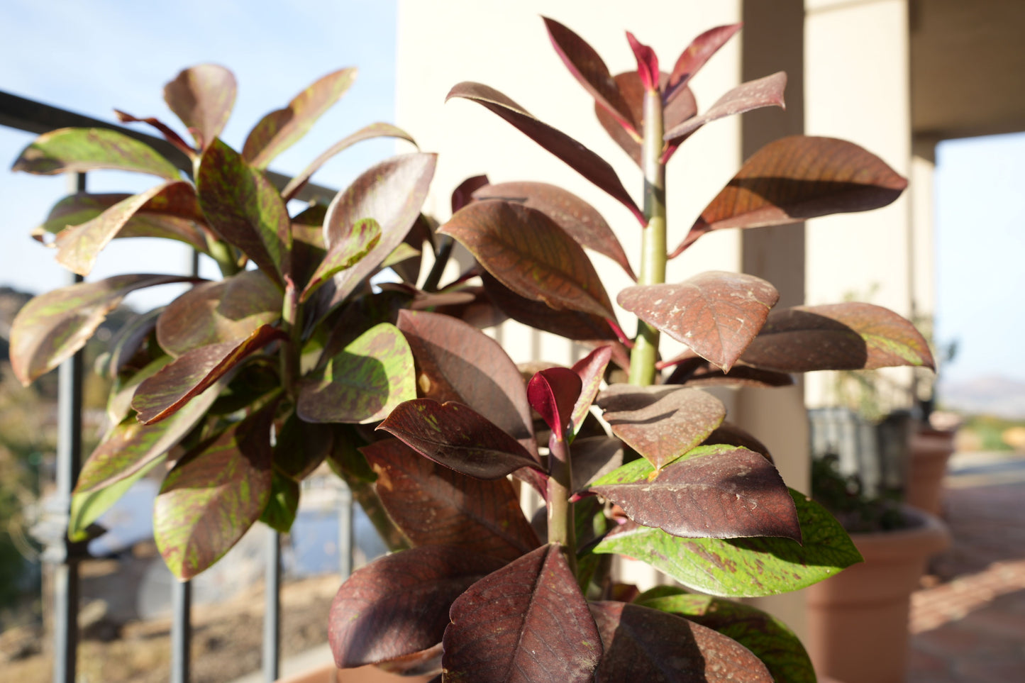 Euphorbia umbellata Rubra plant with large reddish-green leaves on a sunlit balcony