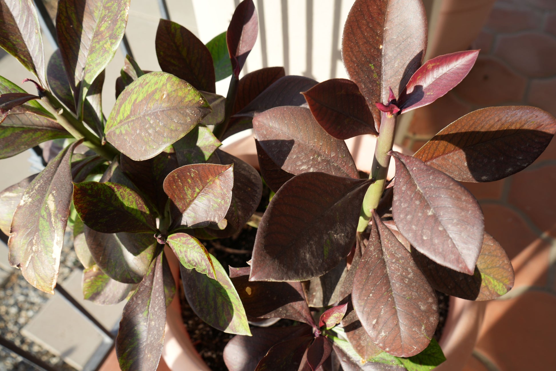 Potted Euphorbia umbellata Rubra plant with dark red and green variegated leaves in sunlight on tiled floor