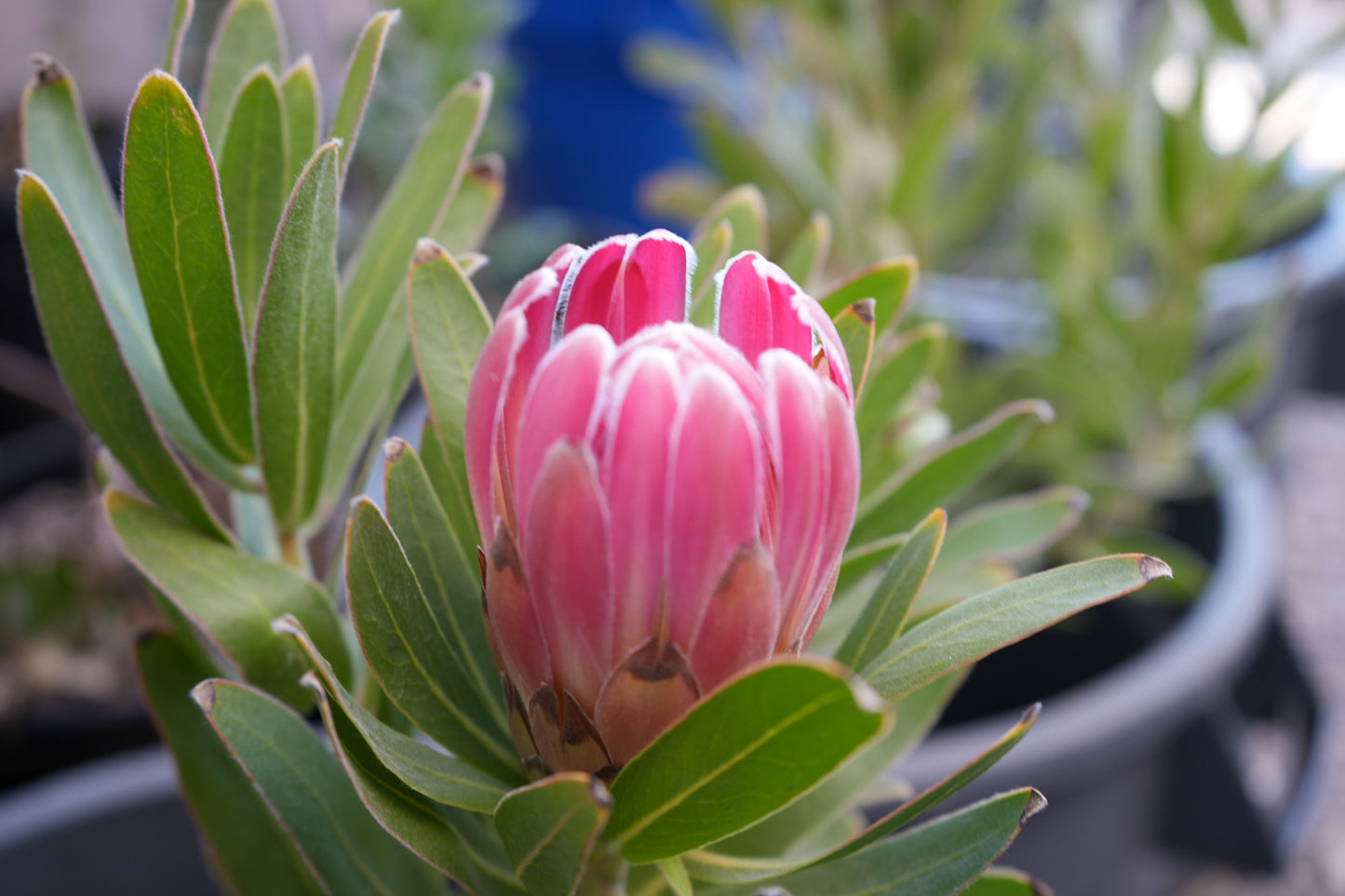 Protea 'Trish Compacta': Vibrant Pink Flowering Protea Plant - Bonte Farm