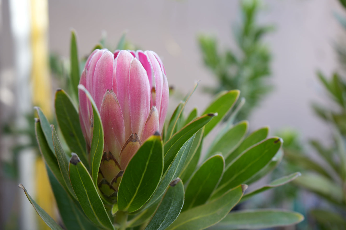 Protea 'Trish Compacta': Vibrant Pink Flowering Protea Plant - Bonte Farm
