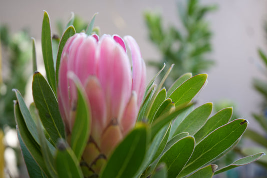 Protea 'Trish Compacta': Vibrant Pink Flowering Protea Plant - Bonte Farm
