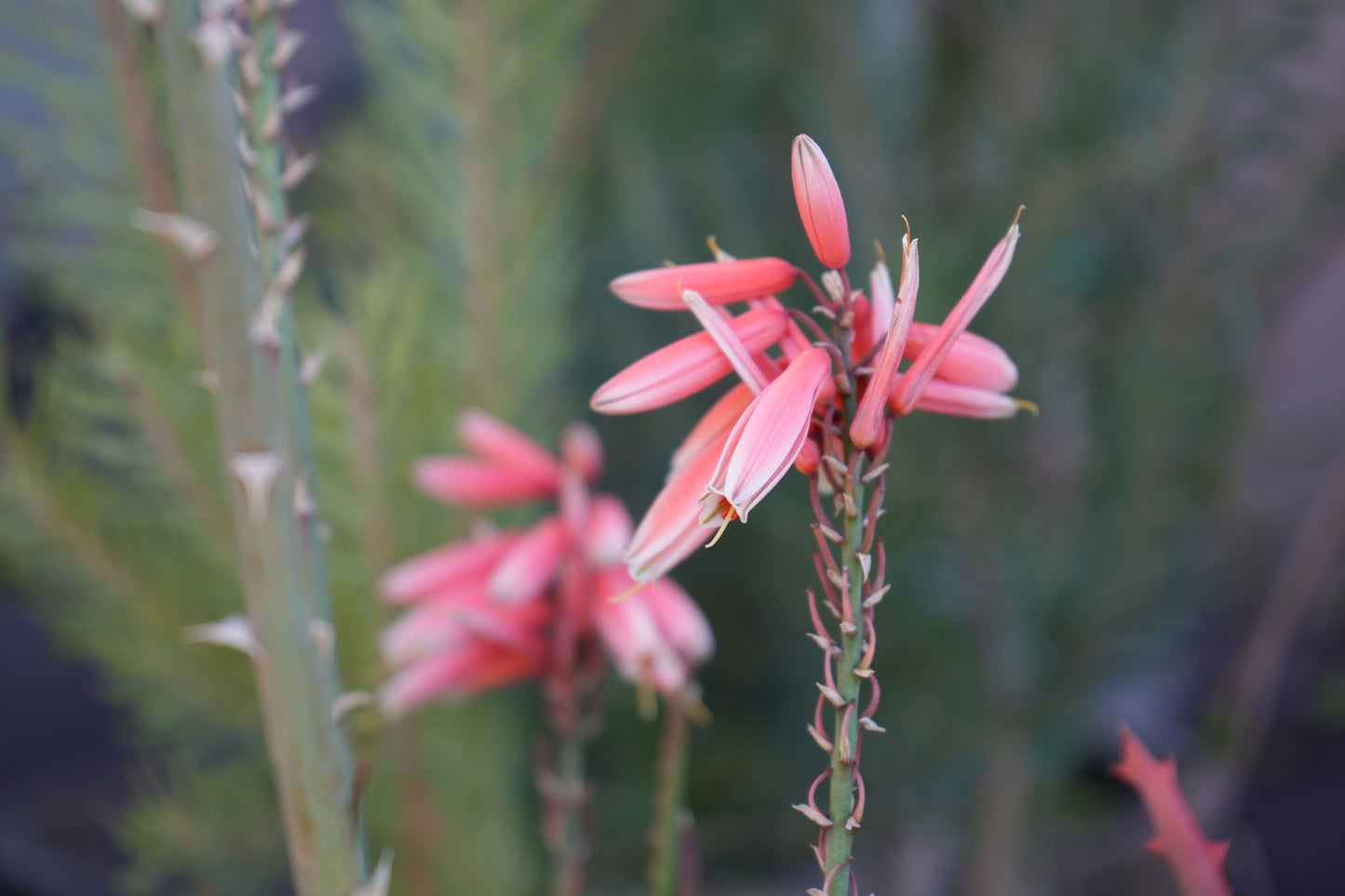 Close-up of aloe safari rose plant with pink tubular flowers and green stems