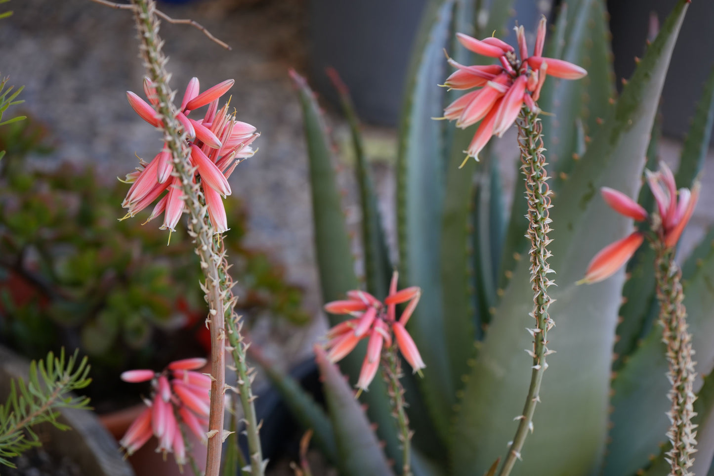 Aloe plant with tall green spiky leaves and clusters of pink tubular flowers in a garden setting