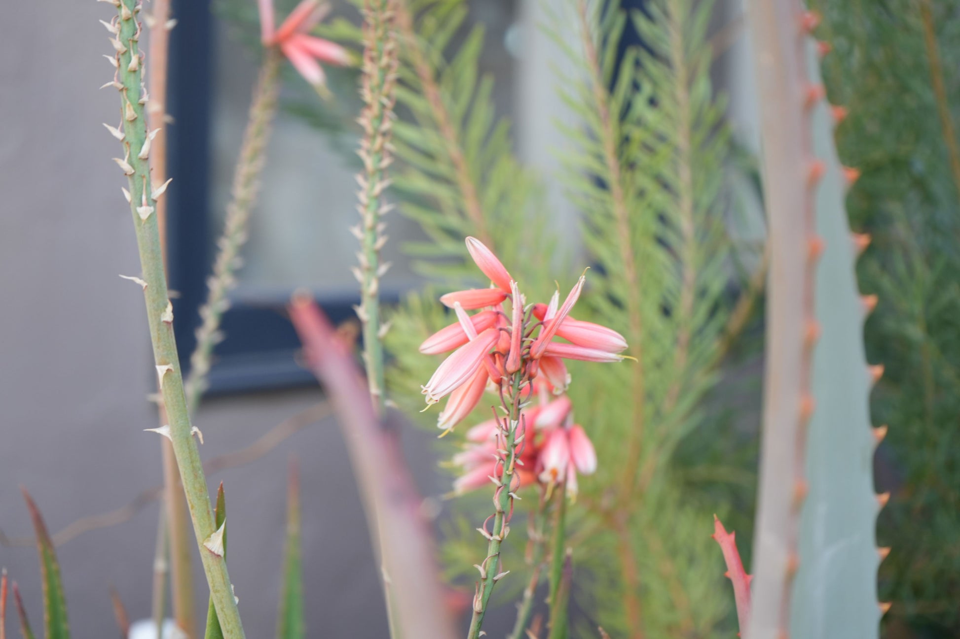 Close-up of pink aloe flowers with spiky green stems against a blurred garden background