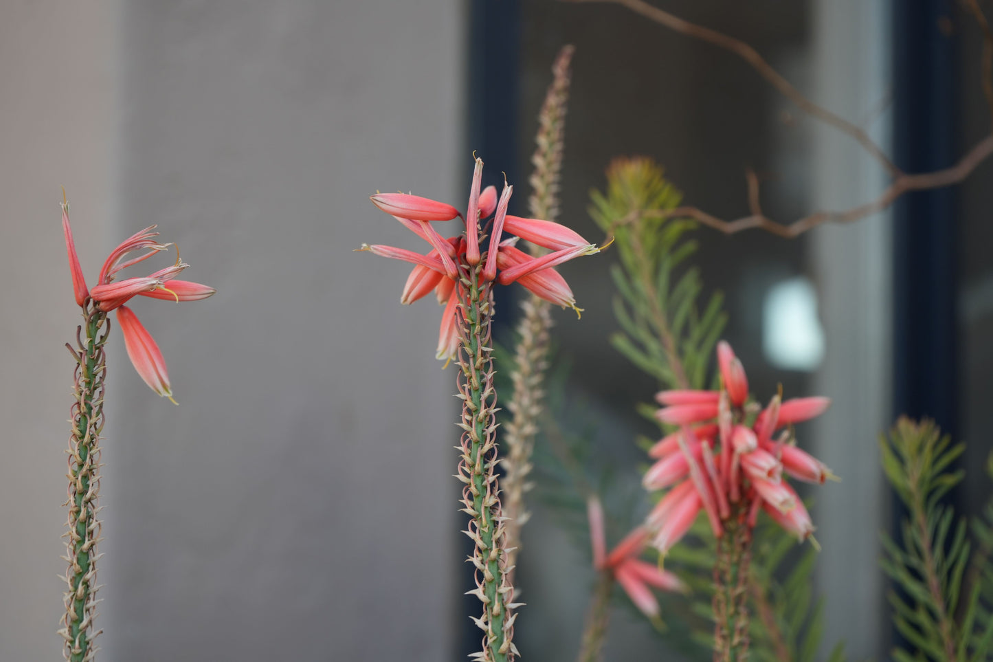 Close-up of pink Aloe Safari Rose flowers with green spiky stems against a blurred background