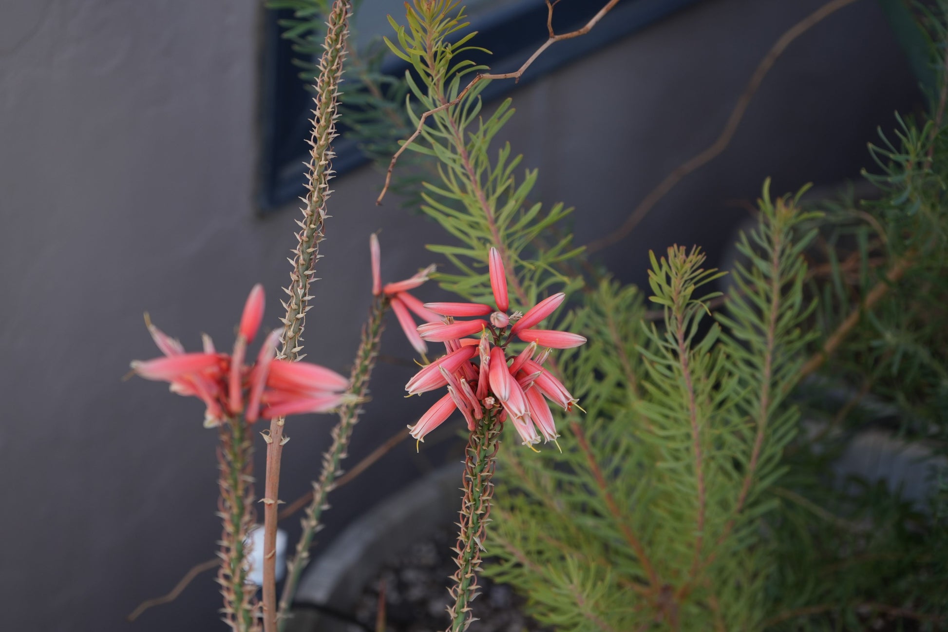 Aloe Safari Rose with red tubular flowers and spiky stems in a garden pot against a dark background