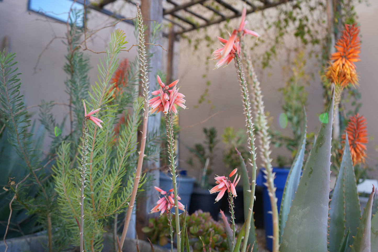 Blooming aloe plants with pink and orange flowers in a garden with various green succulents
