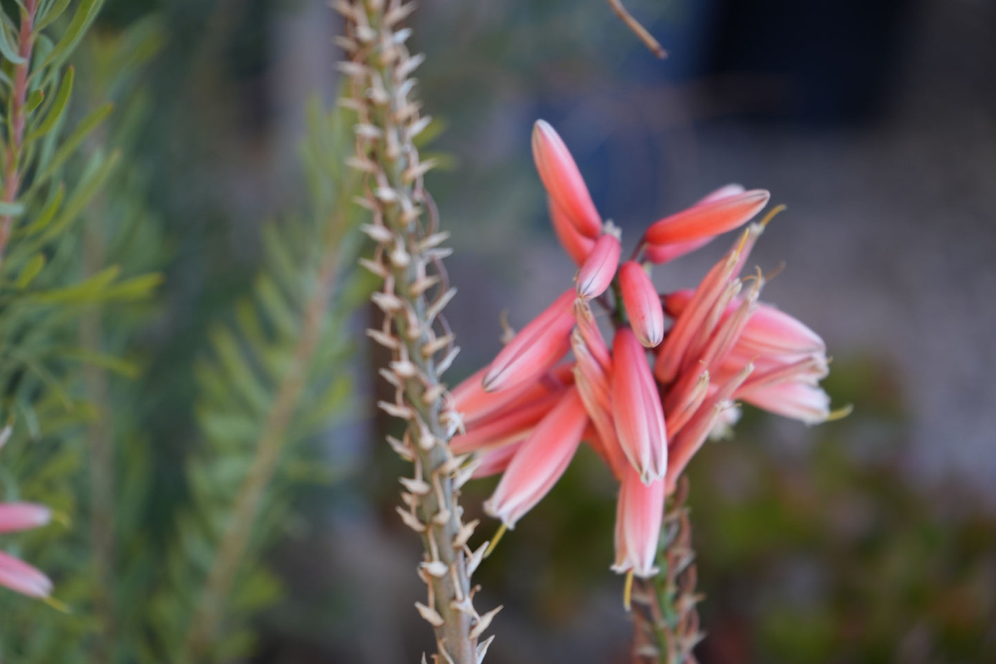 Close-up of pink Aloe Safari Rose flowers with spiky green stems in natural garden setting