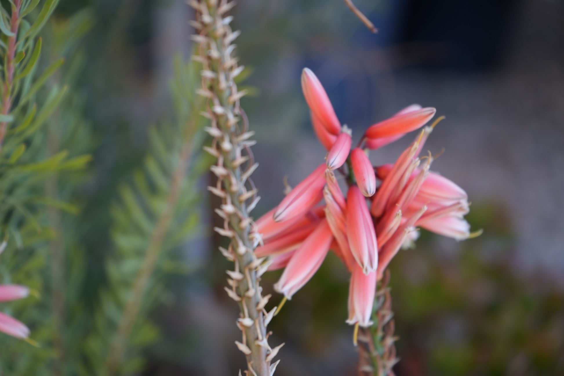 Close-up of pink Aloe Safari Rose flowers with spiky green stems in natural garden setting