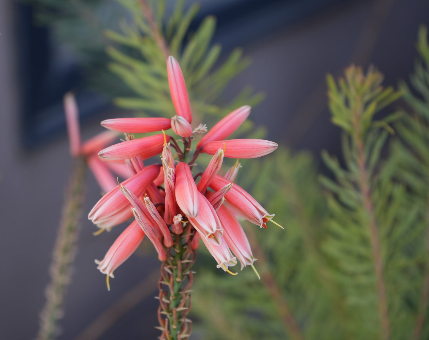 Close-up of pink and white tubular Aloe Safari Rose flowers with green foliage background