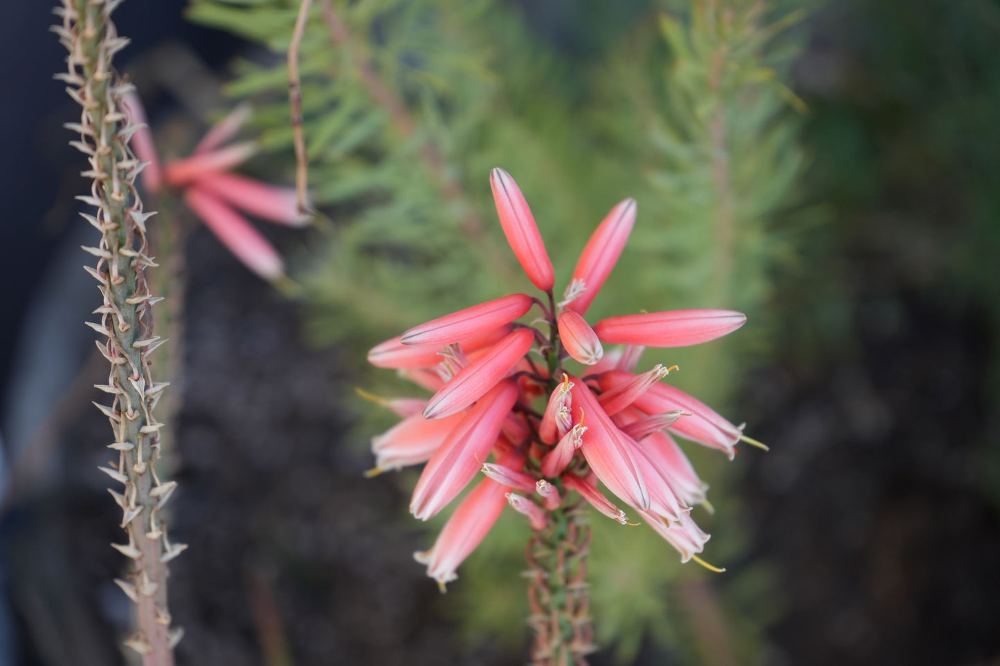 Close-up of pink aloe safari rose flowers with spiky green stems and blurred background