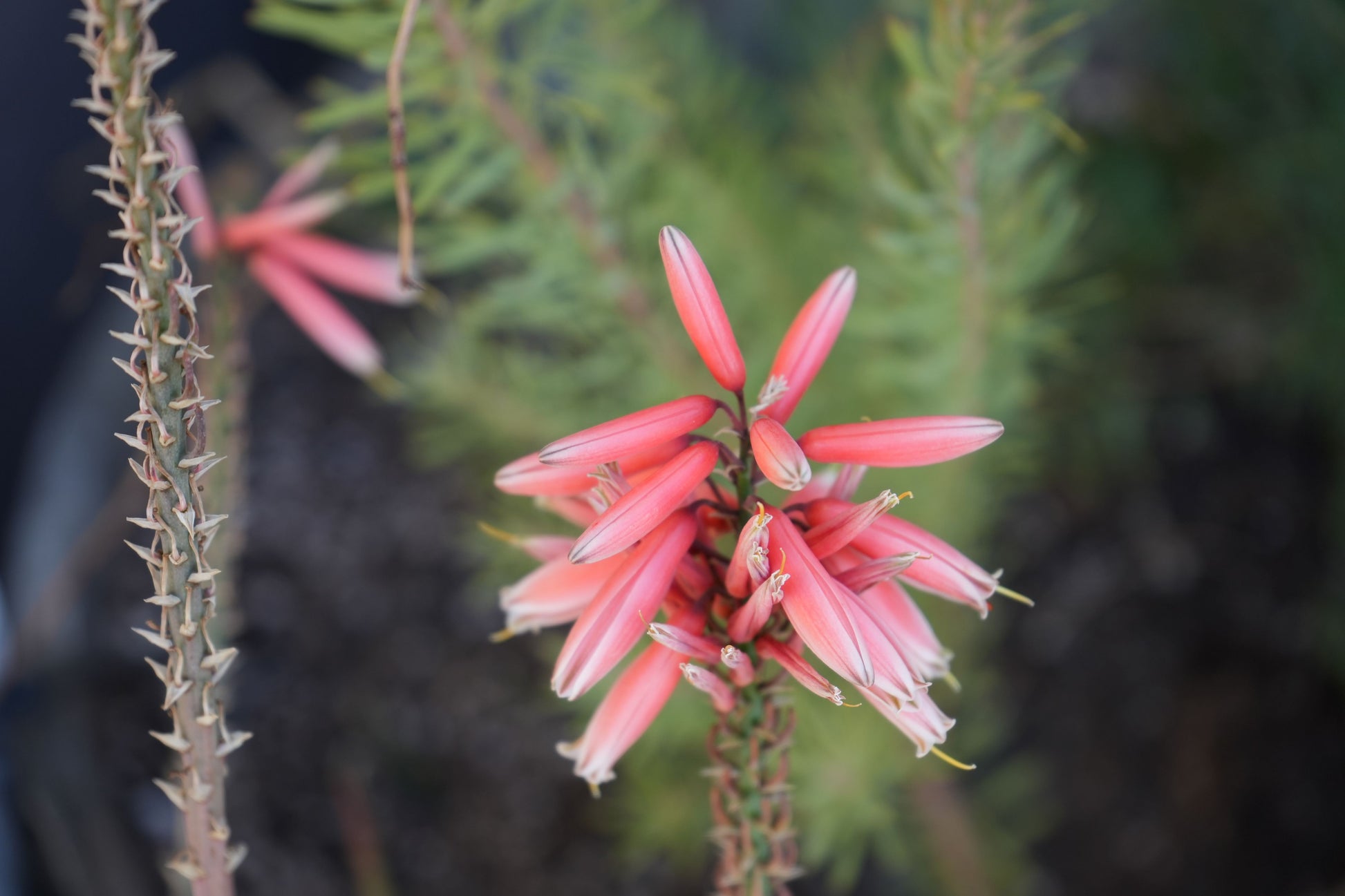 Close-up of pink aloe safari rose flowers with spiky green stems and blurred background
