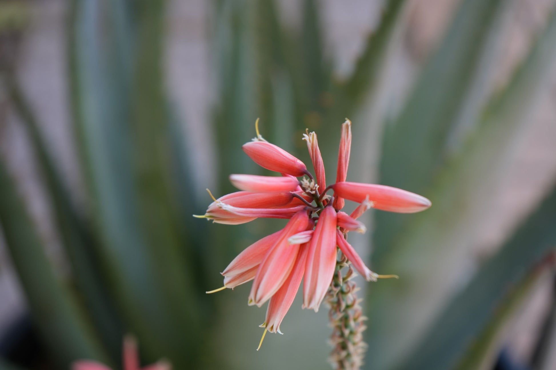 Close-up of blooming pink aloe flowers with green succulent leaves blurred in background