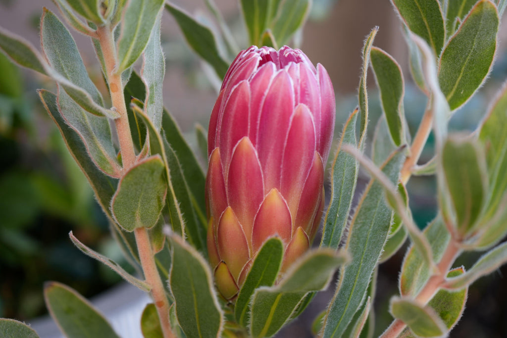 Protea Brenda plant with pink flower bud and green fuzzy leaves