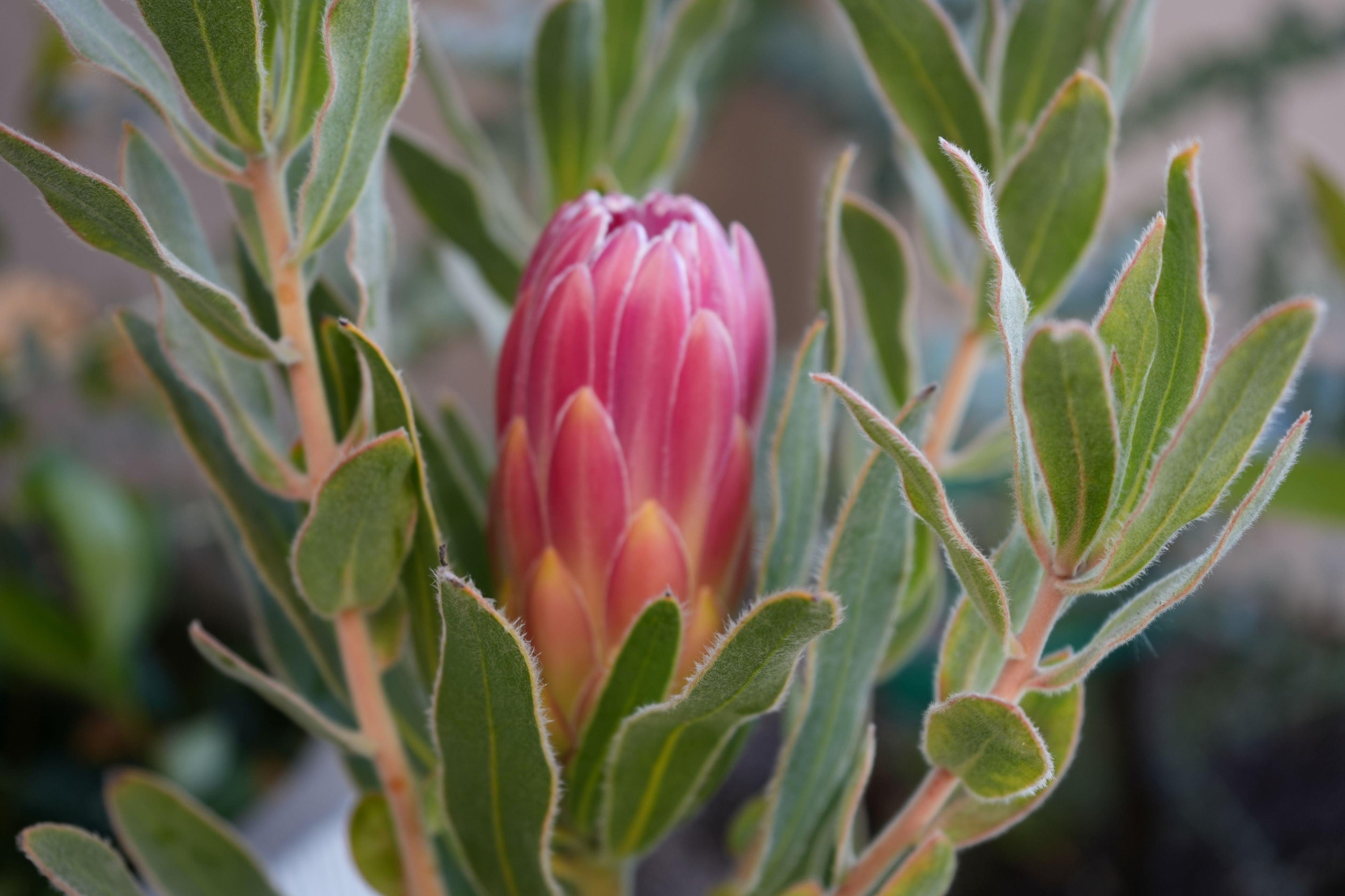 Close-up of pink Protea Brenda flower bud with green leaves outdoors
