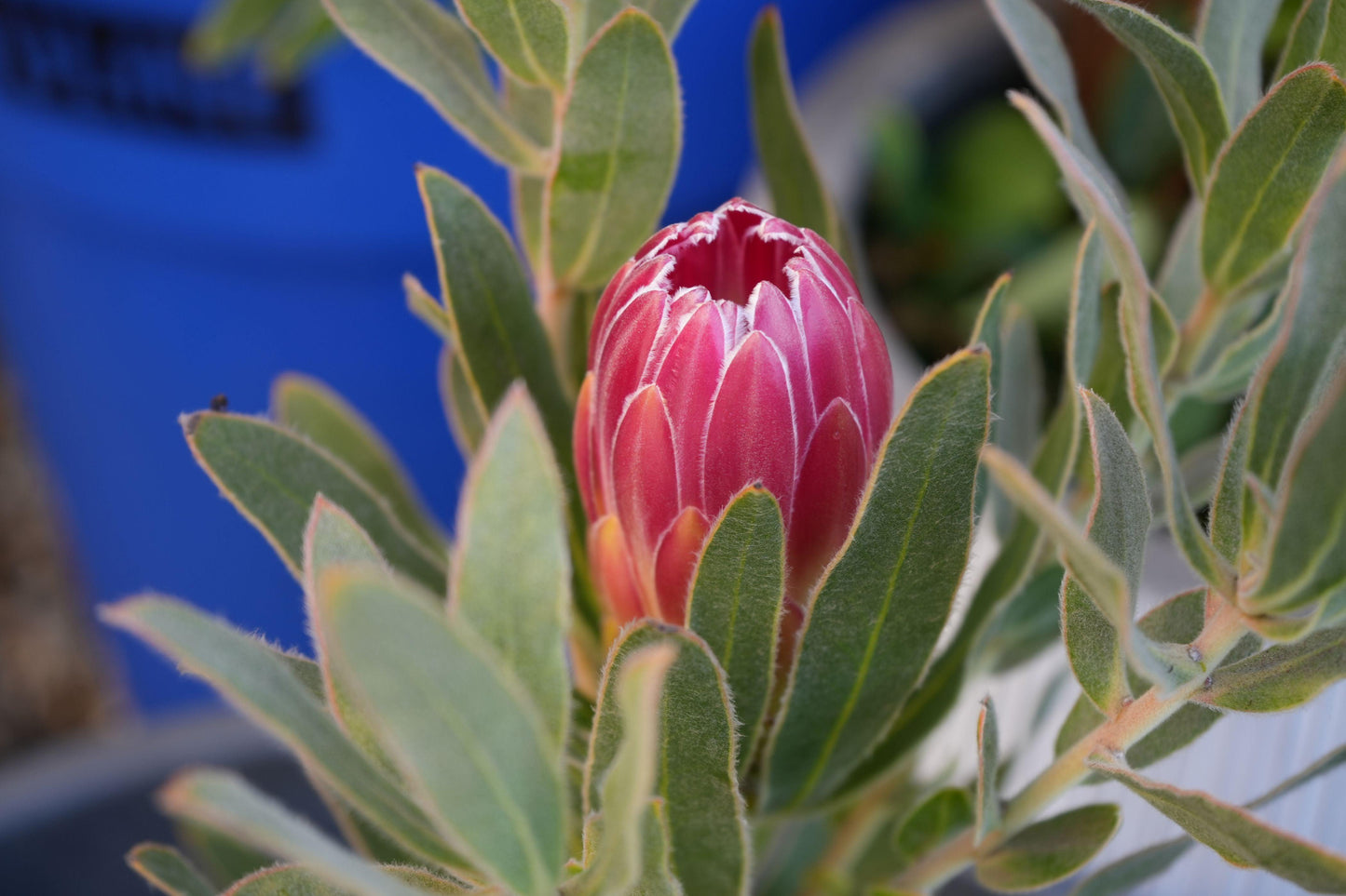 Protea 'Brenda': A Vibrant Splash of Color, Deep Red Creamy White Beauty - Bonte Farm