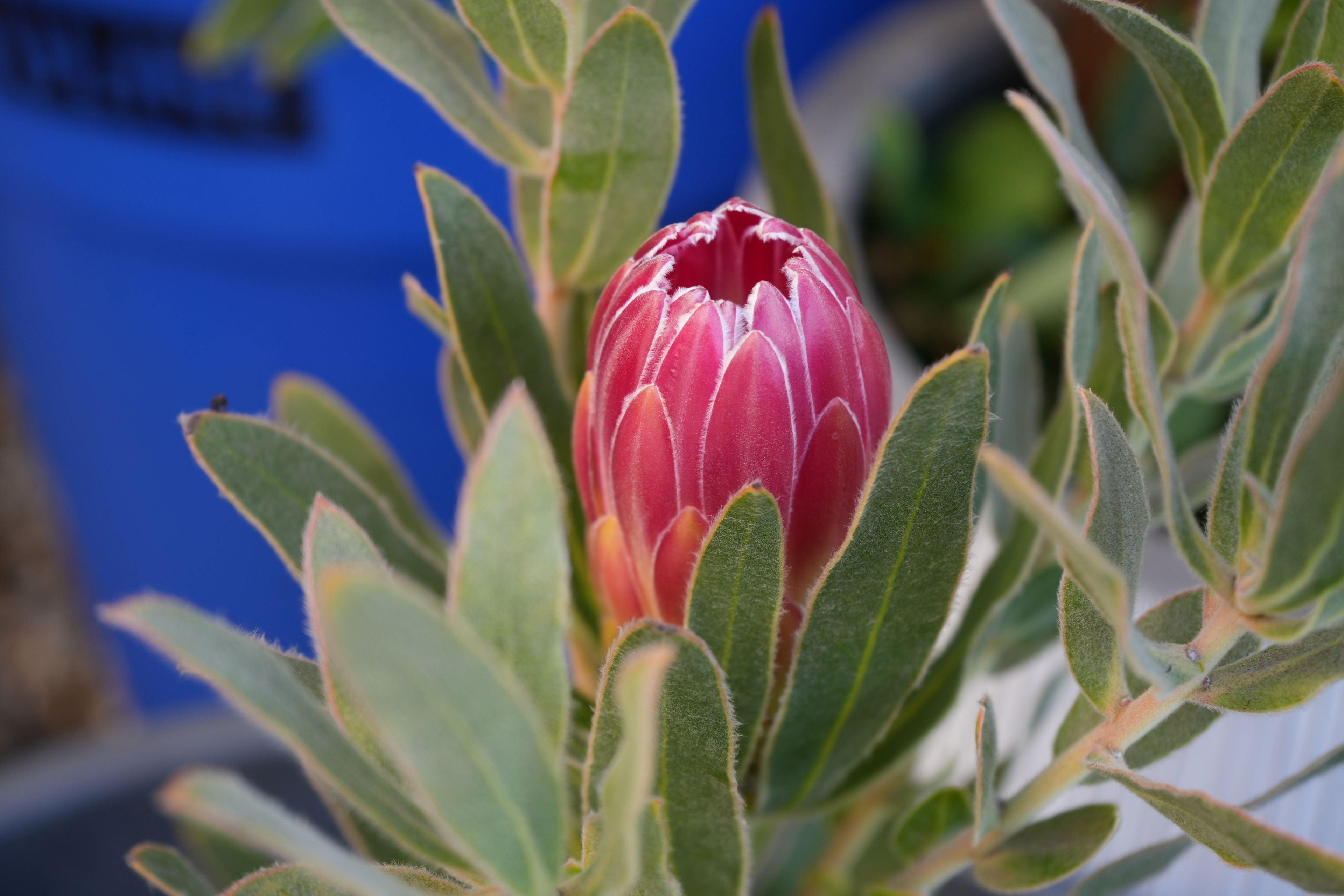 Close-up of pink Protea brenda flower bud with green leaves outdoors