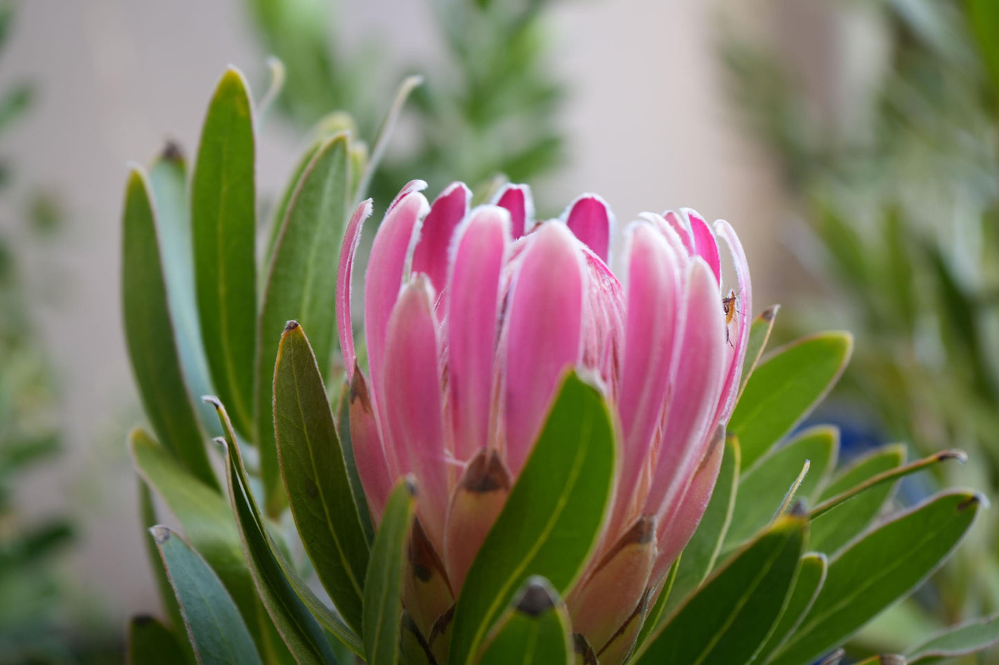 Protea 'Trish Compacta': Vibrant Pink Flowering Protea Plant - Bonte Farm