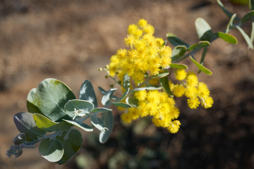 Acacia podalyriifolia branch with silvery leaves and bright yellow fluffy flowers outdoors