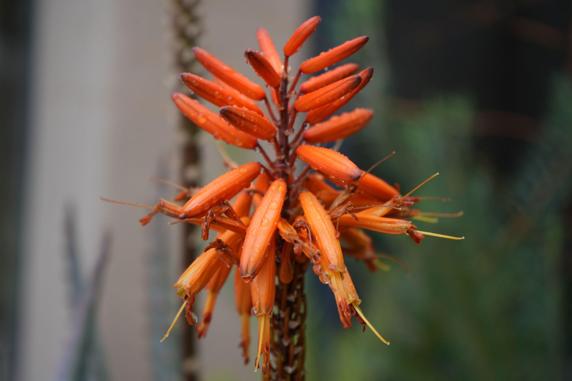 Close-up of vibrant orange aloe flowers with water droplets and blurred garden background