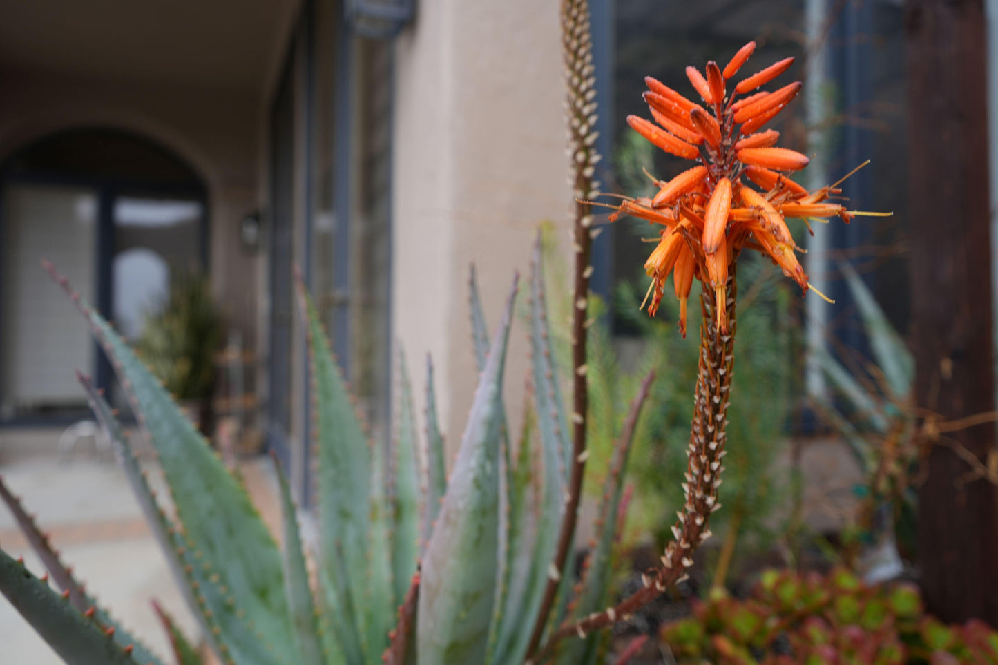 Orange aloe flowers blooming on a succulent plant outside a building with windows