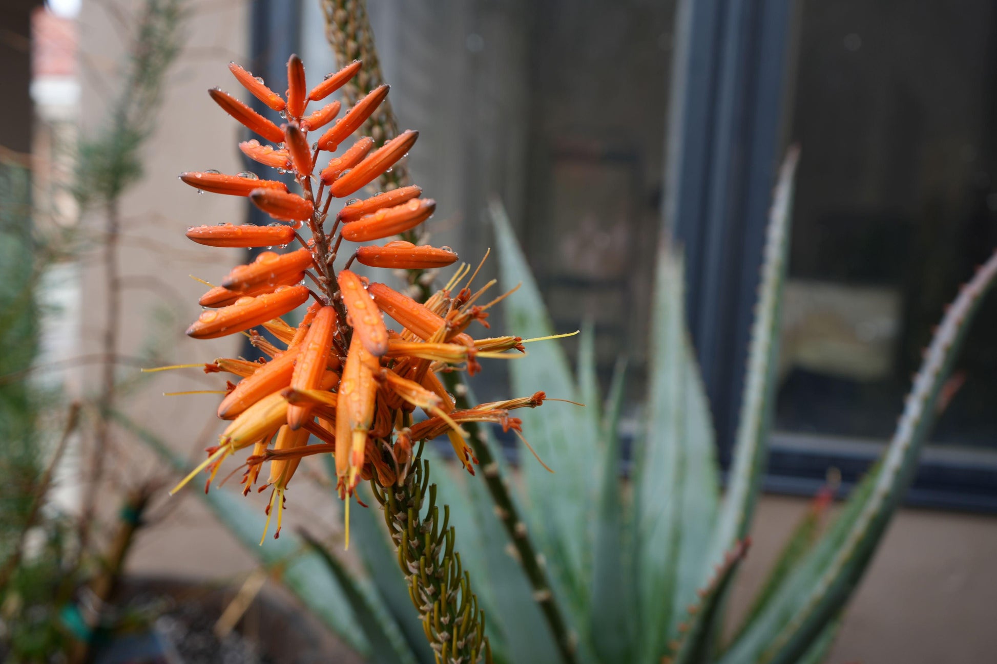 Close-up of aloe tangerine flower with water droplets, green spiky leaves, outdoor garden background