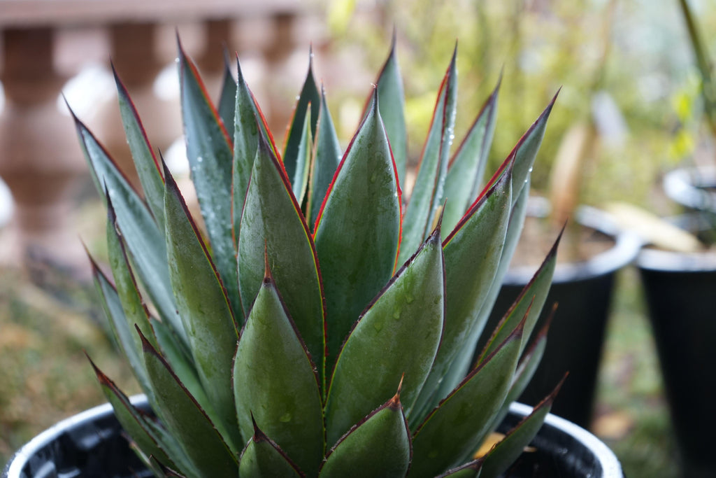 Agave Blue Glow succulent plant with pointed leaves and red edges in a nursery pot