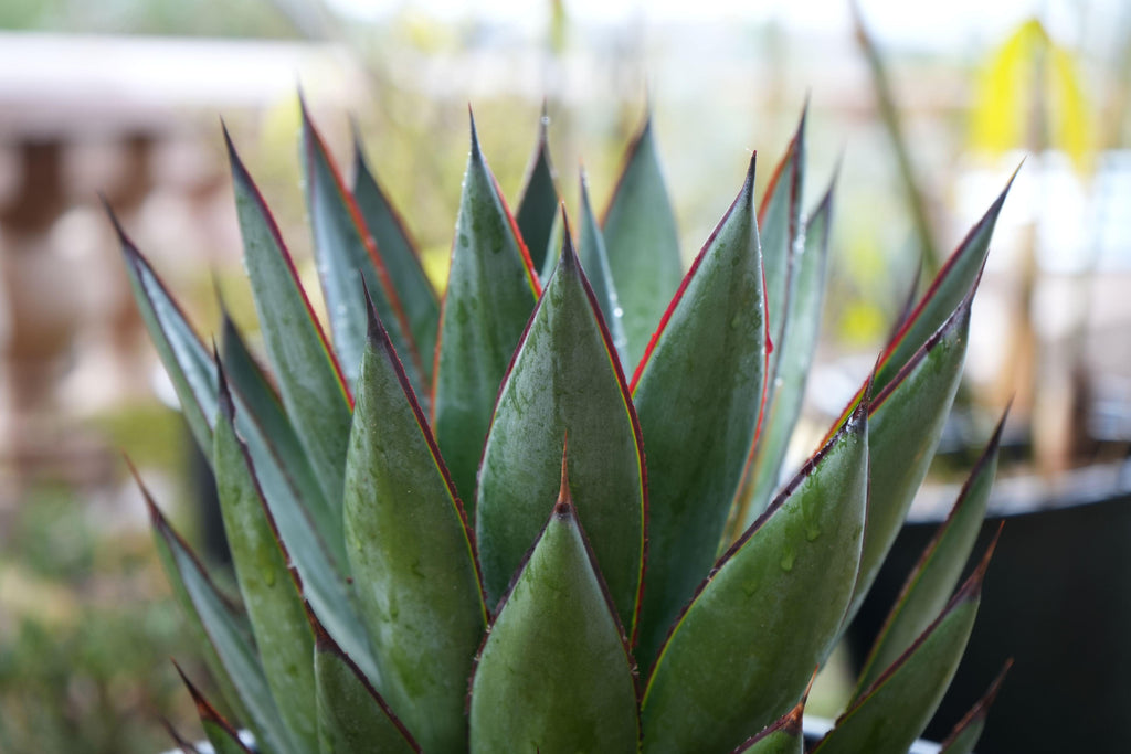 Agave Blue Glow succulent with pointed green leaves and red edges in natural light