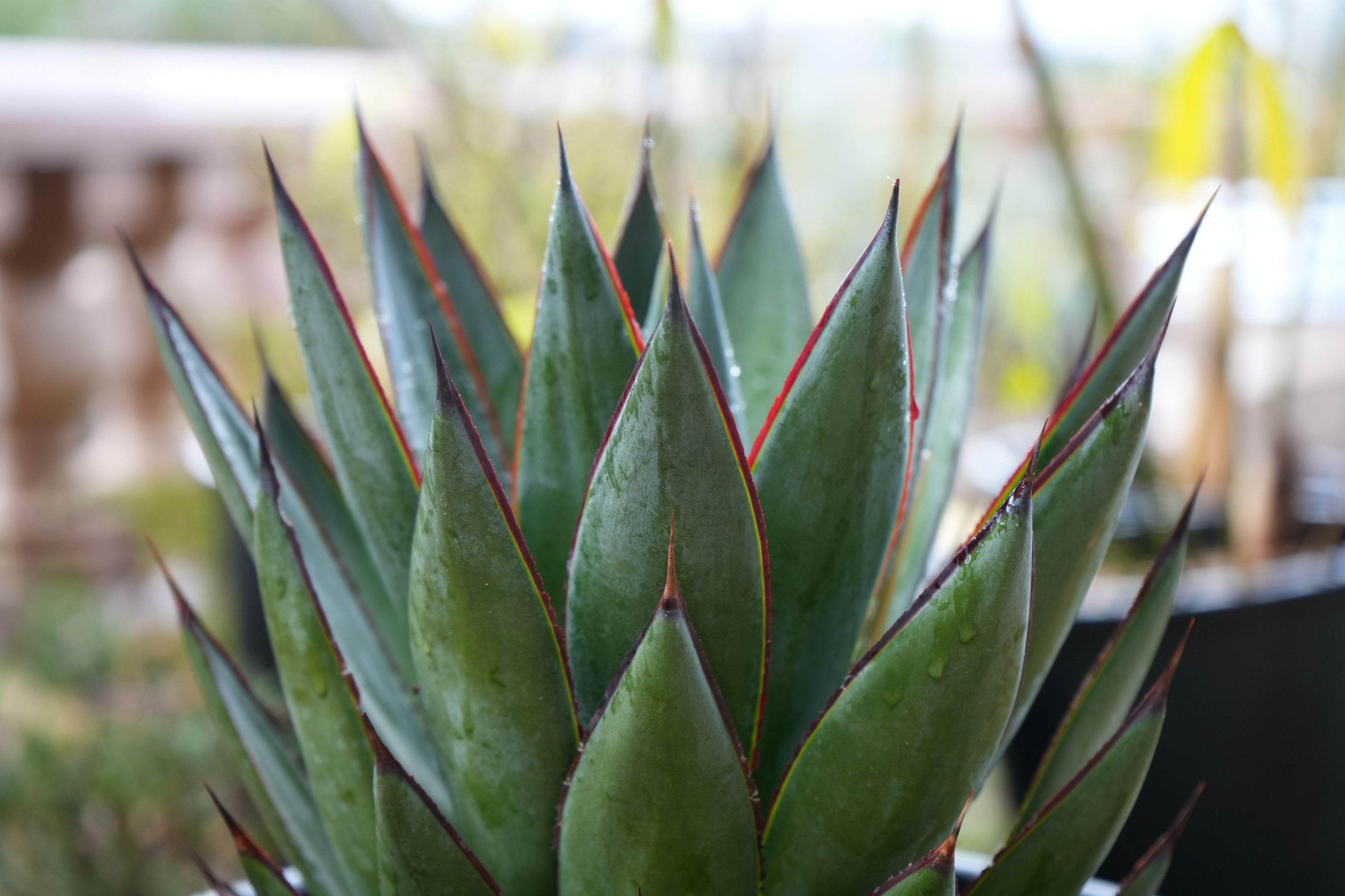 Agave Blue Glow succulent with pointed green leaves and red edges in natural light
