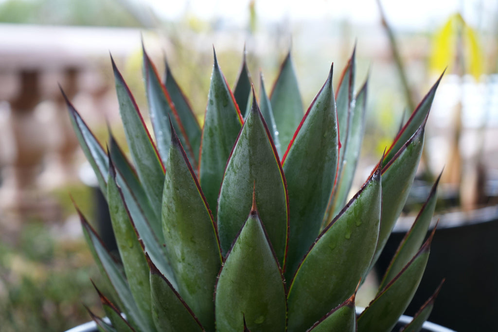 Agave Blue Glow succulent with pointed green leaves and red edges in a garden