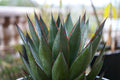 Agave Blue Glow succulent with pointed green leaves and red edges in a garden