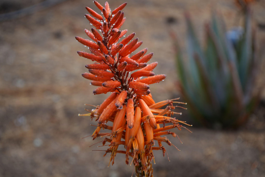 Close-up of aloe tangerine flower with orange tubular blooms outdoors