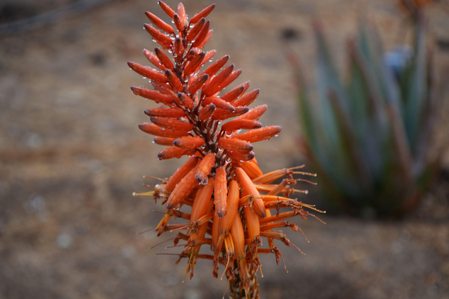 Close-up of vibrant orange aloe flower with water droplets in natural dry garden setting