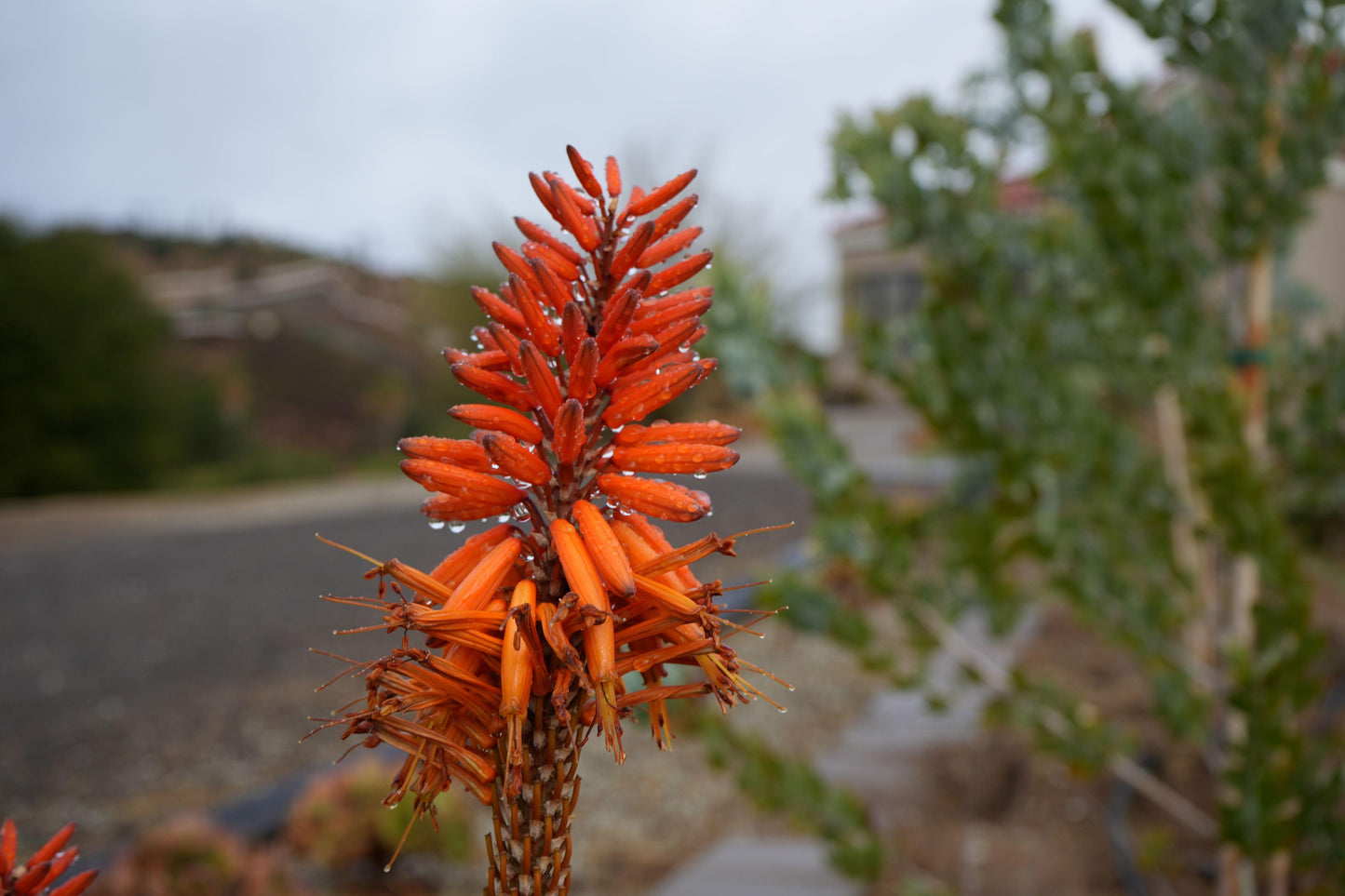 Close-up of vibrant orange aloe flower with water droplets along roadside garden
