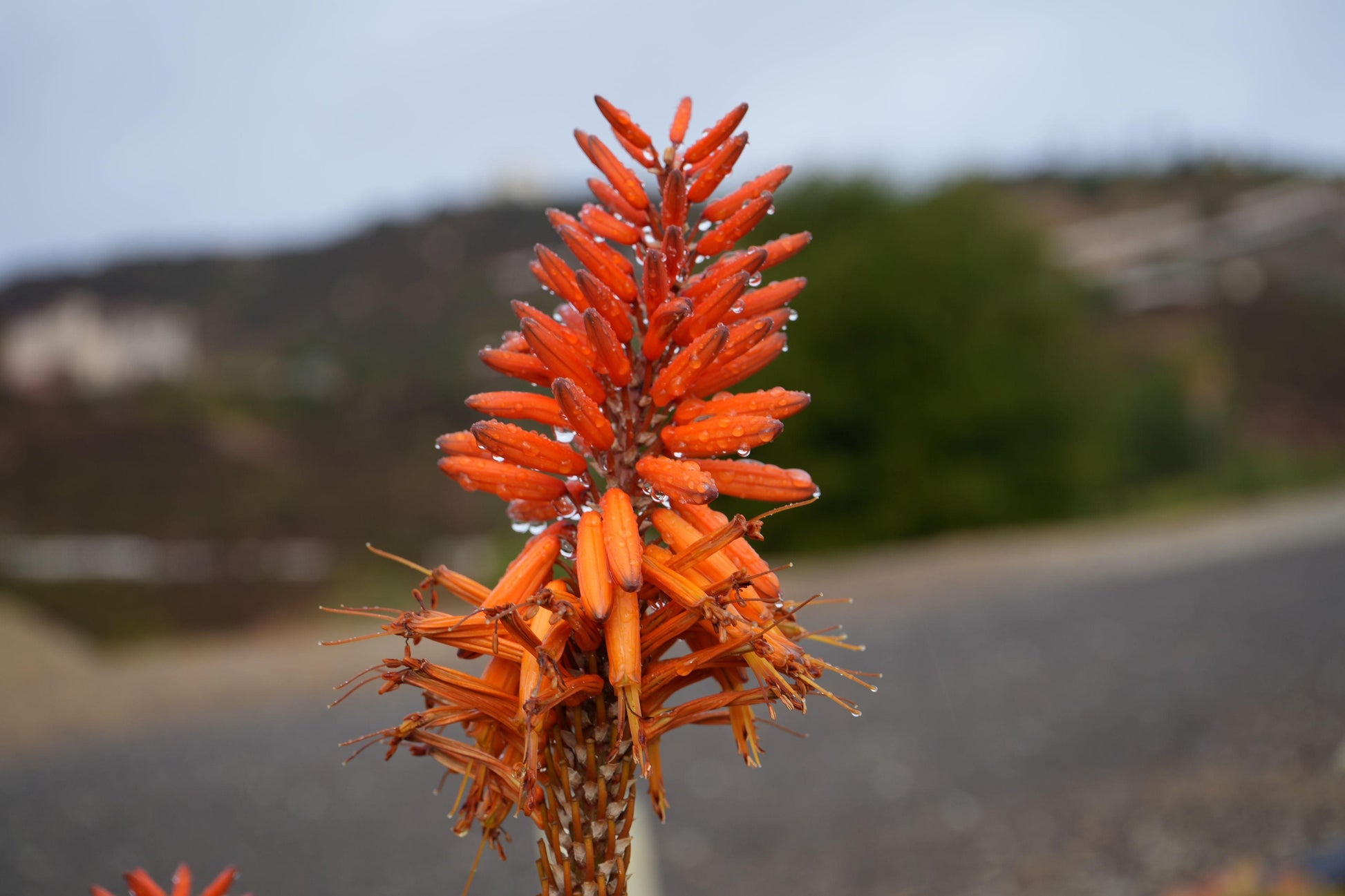 Close-up of wet orange aloe flowers with blurred outdoor background and hills