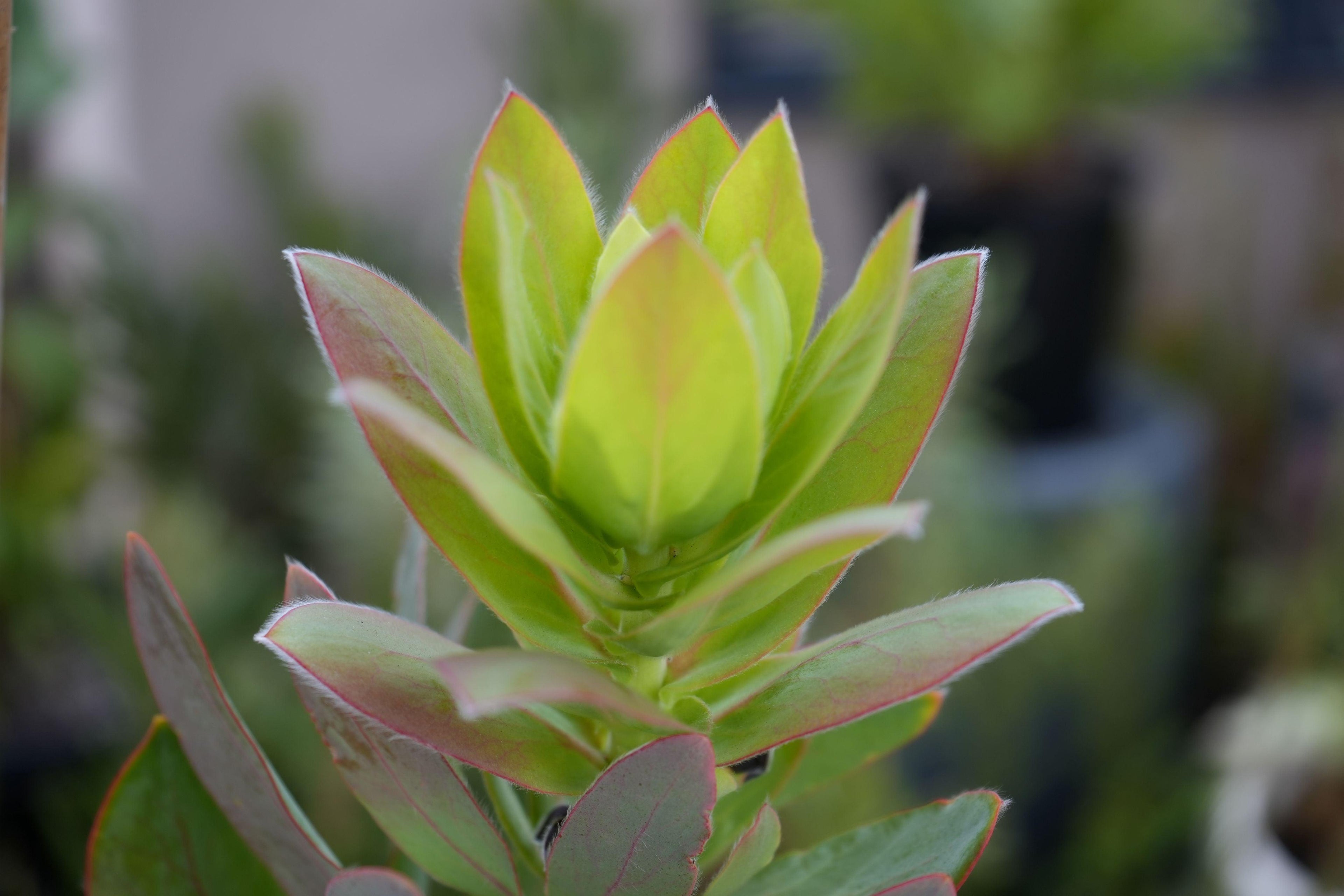 Protea eximia plant close-up with green leaves edged in pink, outdoors