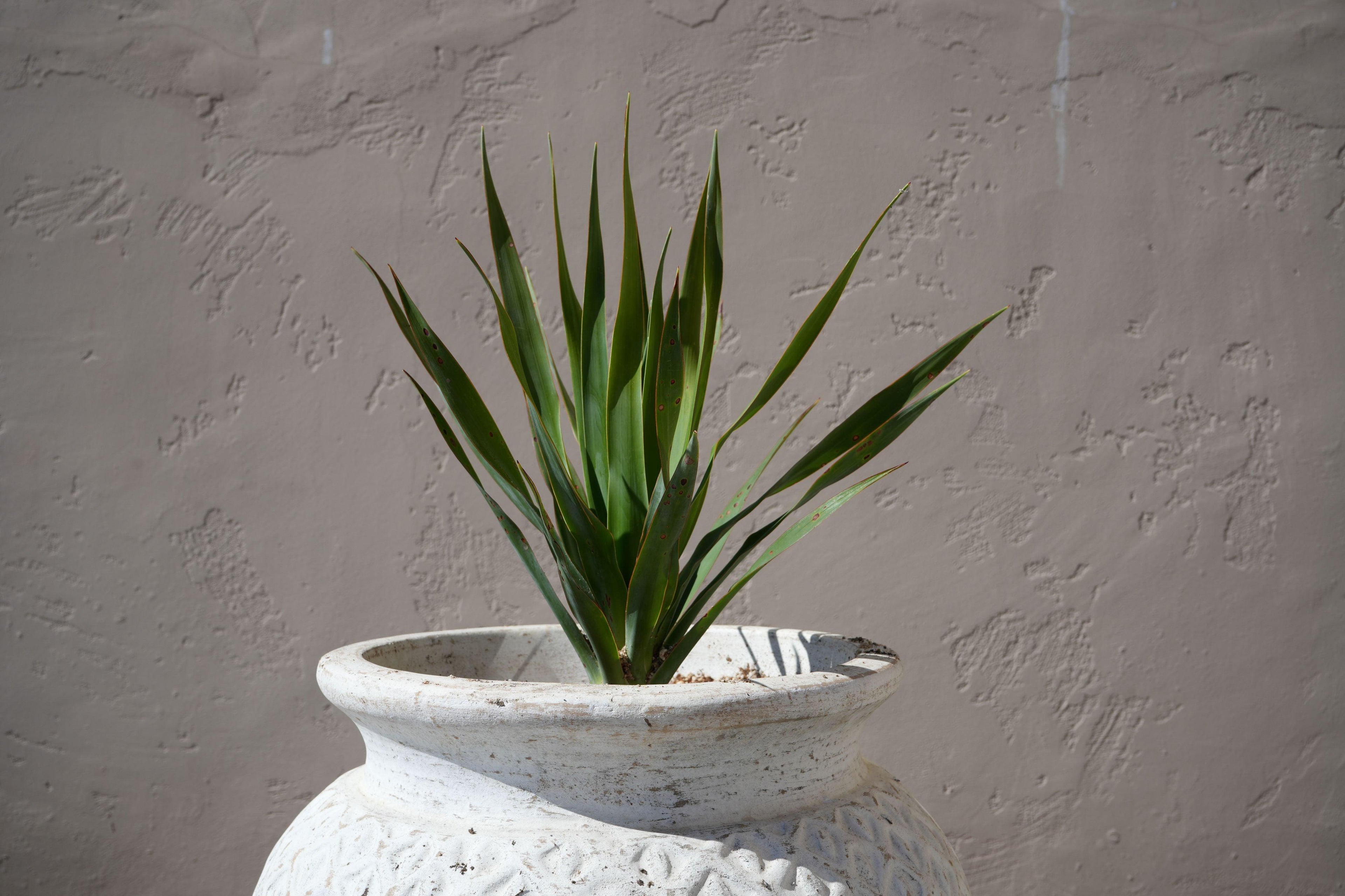 Young dragon tree with long green leaves in a textured white pot, against a stucco wall