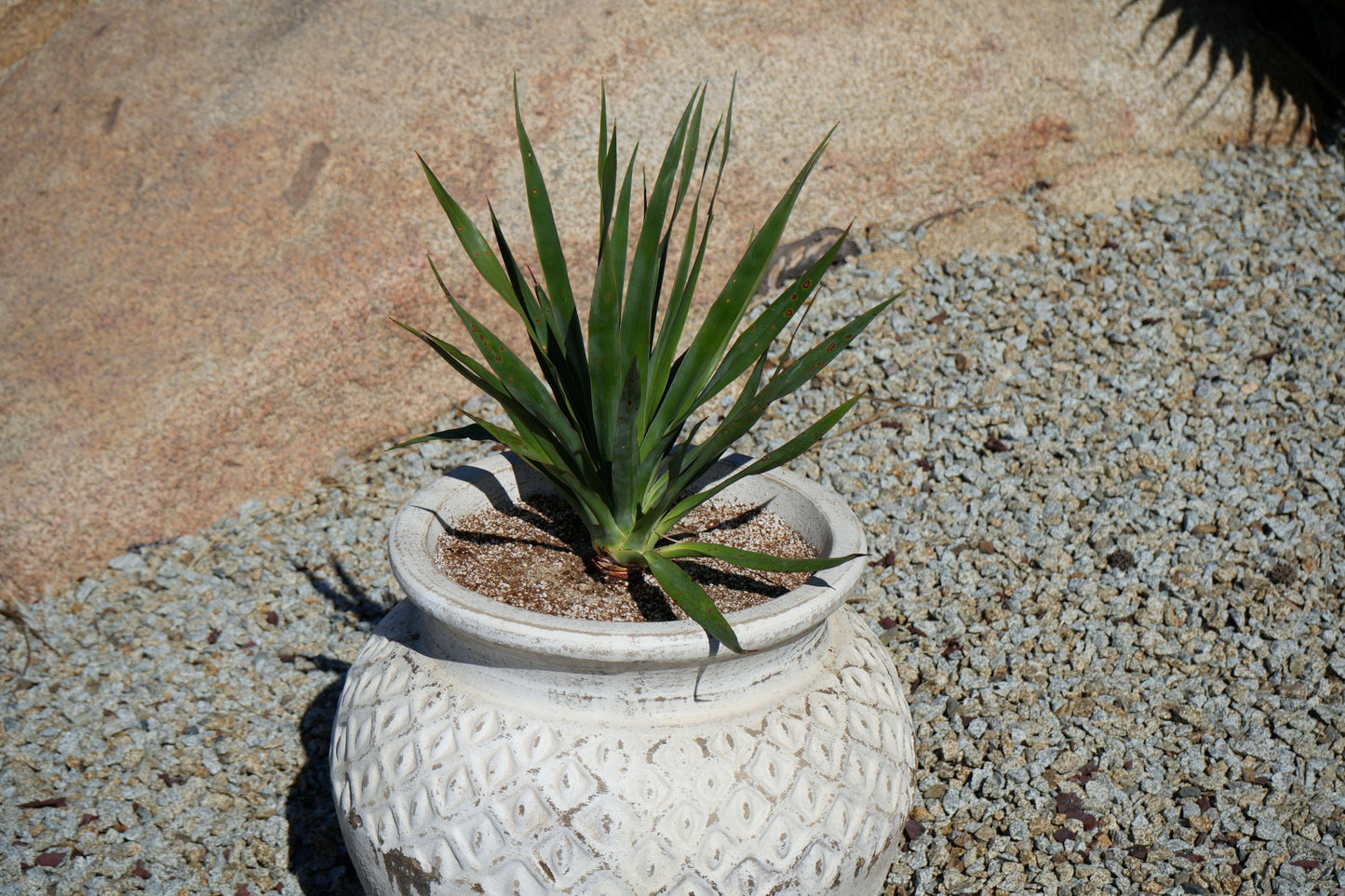 Young green dragon tree plant in textured white ceramic pot on gravel garden with stone background