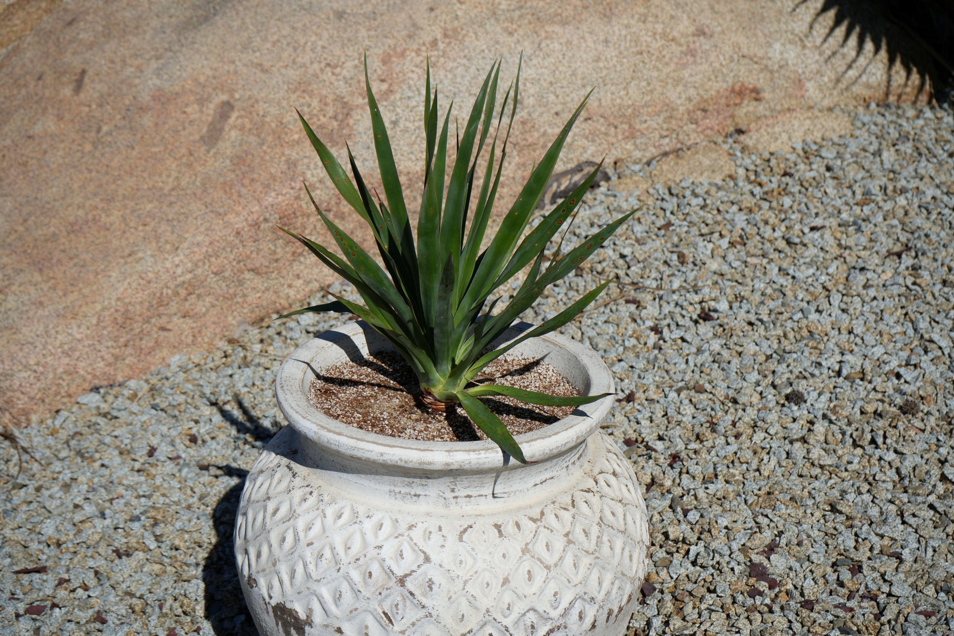 Young green dragon tree plant in textured white ceramic pot on gravel garden with stone background