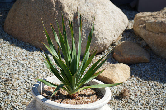 Dragon tree plant with long green leaves in a white pot surrounded by desert rocks and gravel