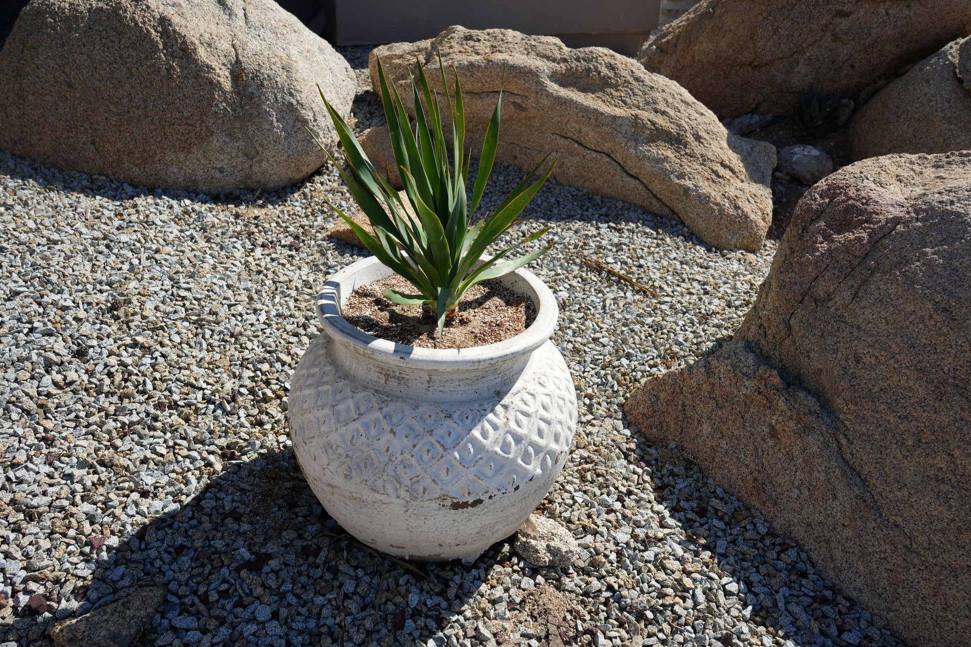 Green succulent plant in textured white pot surrounded by gravel and large rocks in outdoor desert setting