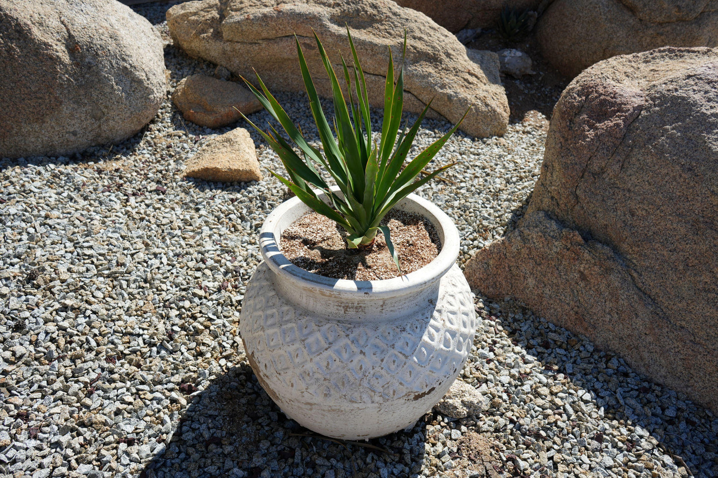 Green desert plant in white textured pot surrounded by gravel and large rocks under bright sunlight