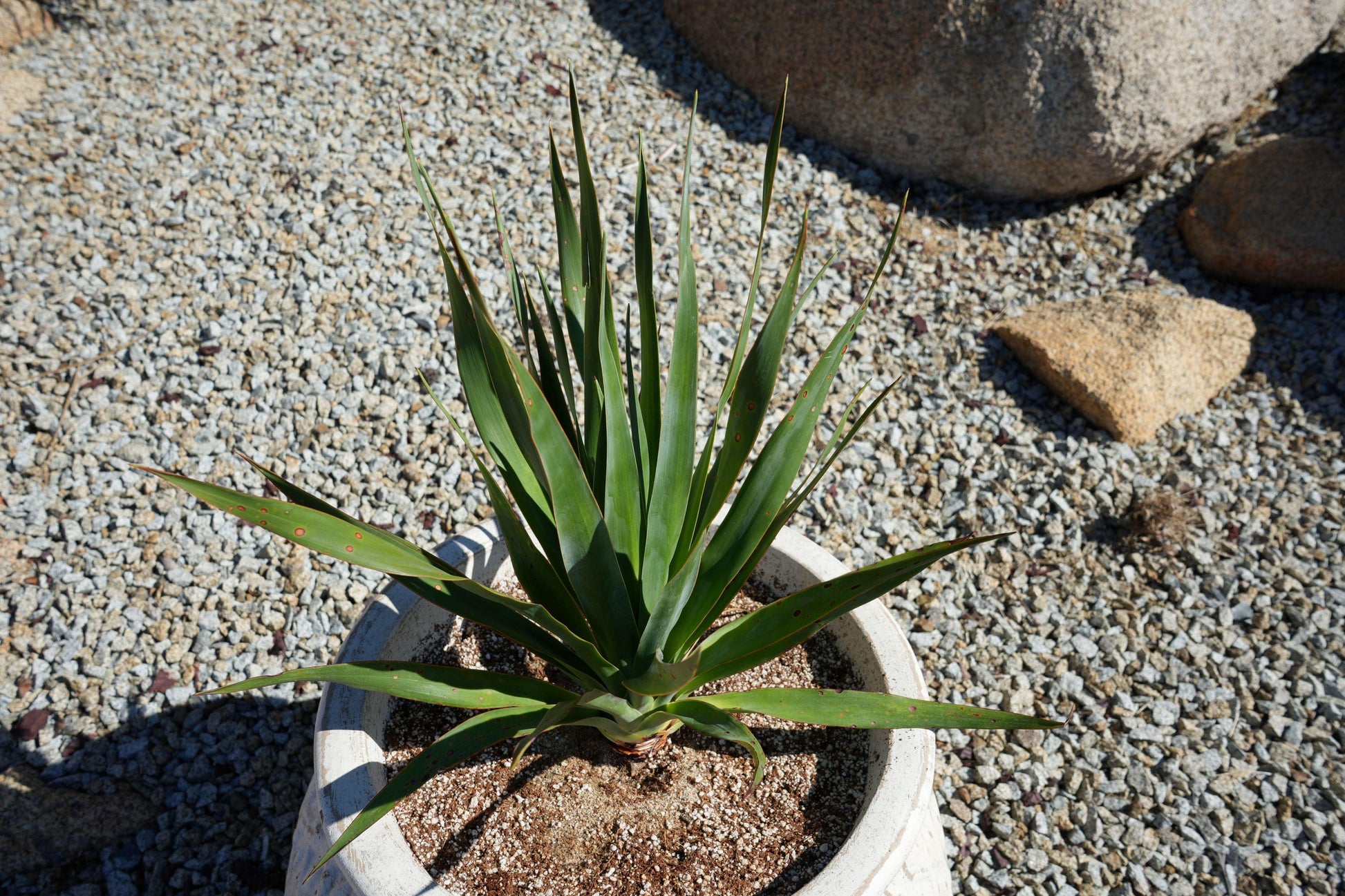 Young dragon tree in white pot on gravel ground with large rocks nearby