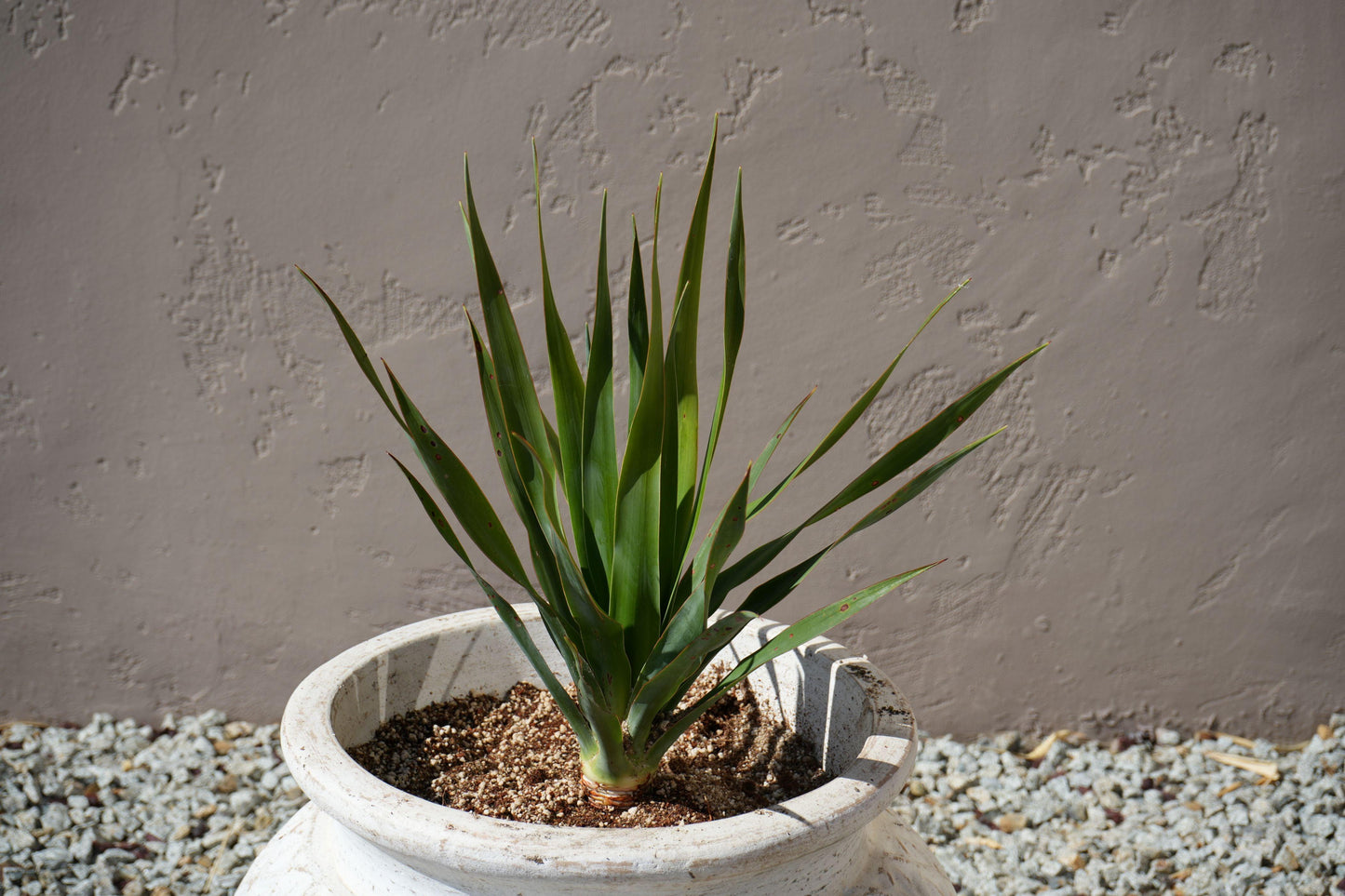 Potted dragon tree plant with long green leaves in a white ceramic pot against textured wall on gravel