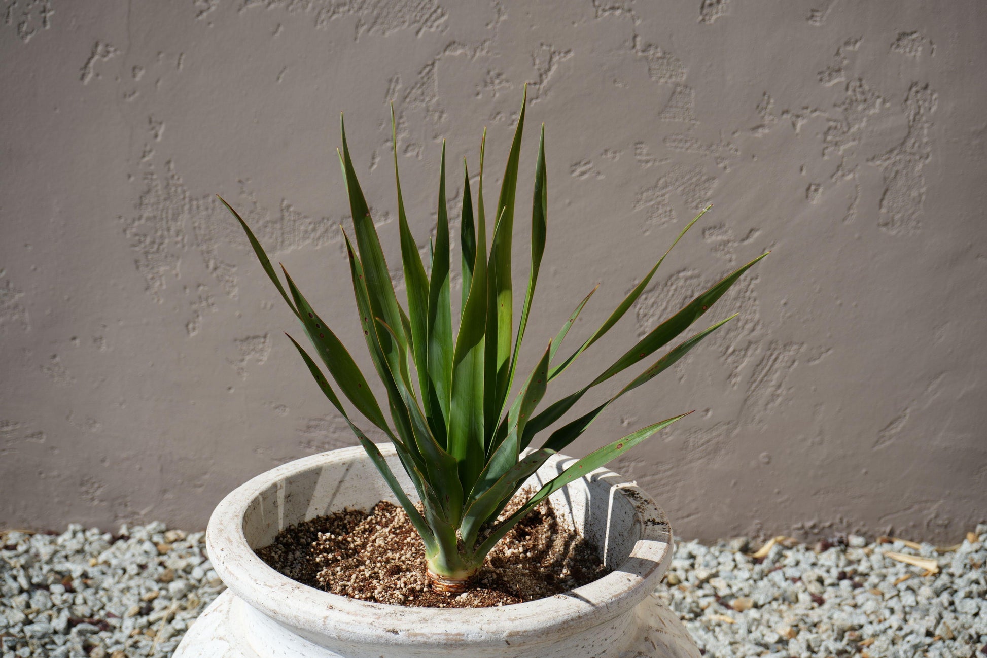 Potted dragon tree plant with long green leaves in a white ceramic pot against textured wall on gravel