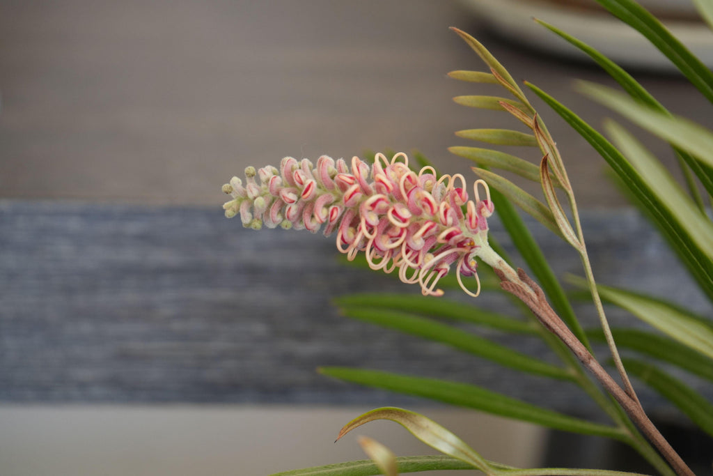 Grevillea Misty Mint flower with pale pink and cream curled petals and green foliage
