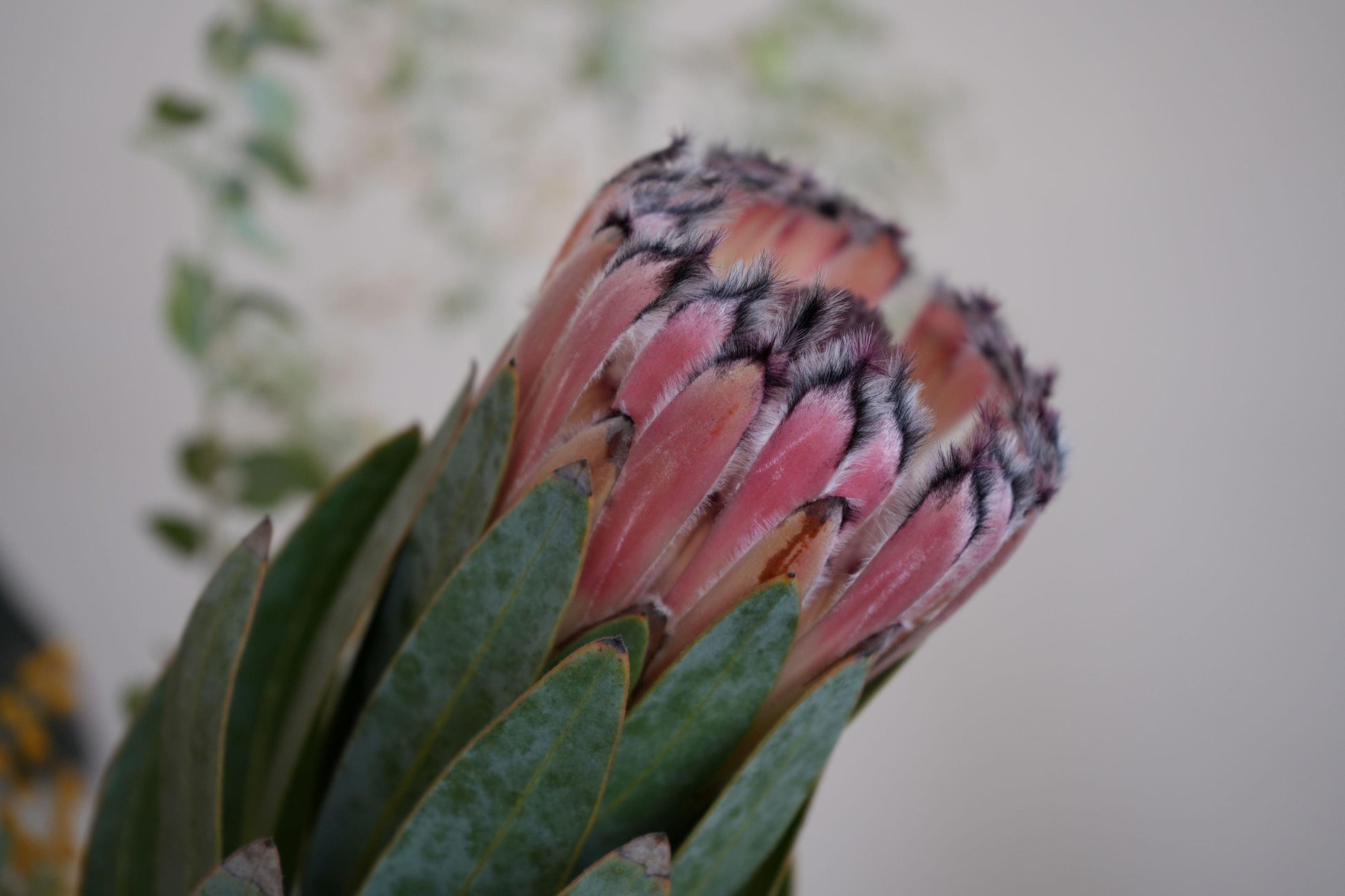 Close-up of a pink mink protea flower with fuzzy petals and green leaves on blurred background