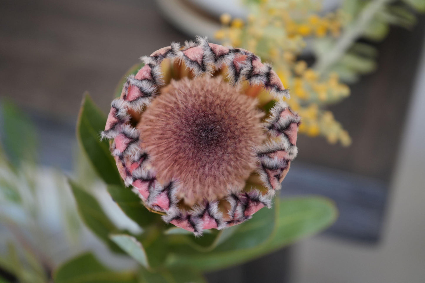 Close-up of pink mink protea flower with fuzzy petals and green leaves, blurred background