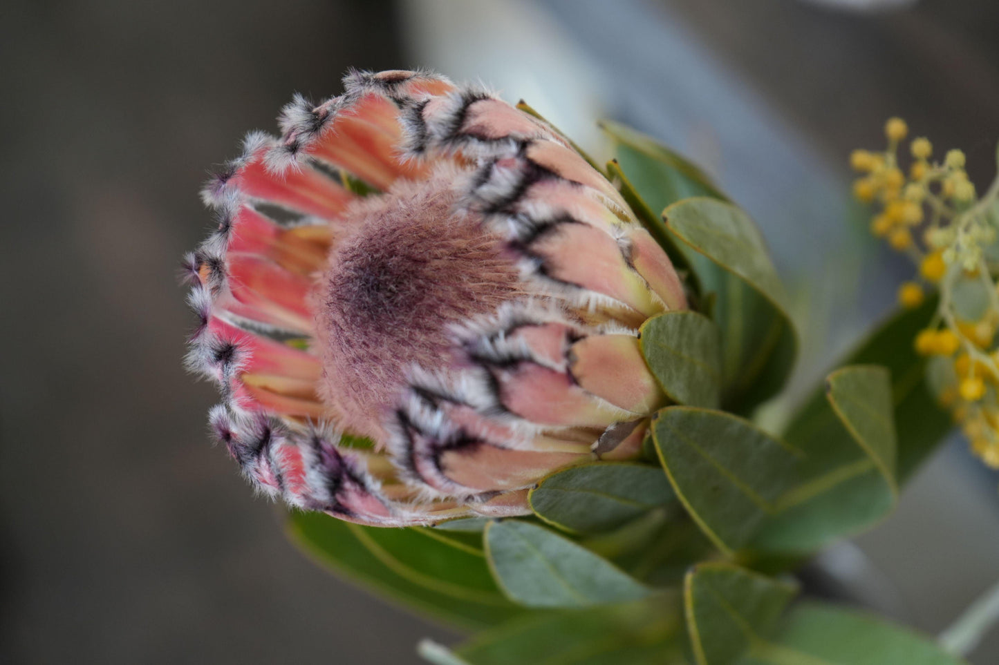 Close-up of a pink protea flower with fuzzy petals and green leaves in soft focus background